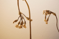 Primula egaliksensis