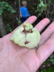 Exobasidium rhododendri