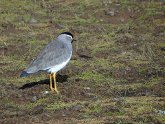 Vanellus melanocephalus