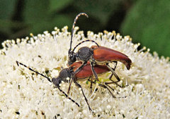 Brachyleptura