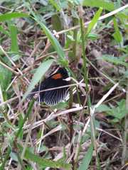 Hades noctula