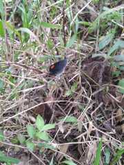 Hades noctula