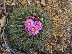 Ferocactus macrodiscus macrodiscus