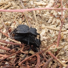 Philolithus aegrotus