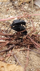 Philolithus aegrotus