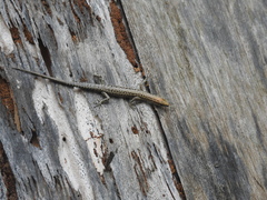 Cryptoblepharus novaeguineae