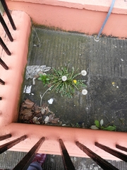 Taraxacum officinale