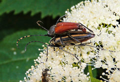 Brachyleptura brevis