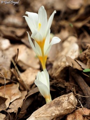 Crocus ochroleucus
