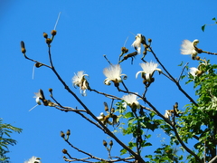 Pseudobombax argentinum