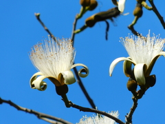 Pseudobombax argentinum