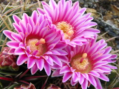 Ferocactus macrodiscus macrodiscus