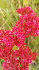 Crassula alba