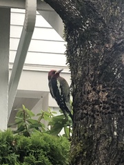 Sphyrapicus ruber ruber