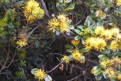 Gaiadendron punctatum