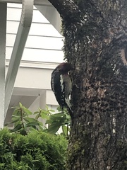 Sphyrapicus ruber ruber