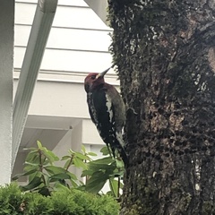 Sphyrapicus ruber ruber