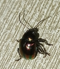 Chrysomelidae