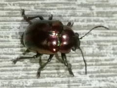 Chrysomelidae