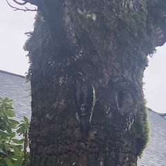 Sphyrapicus ruber ruber