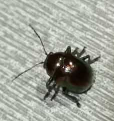 Chrysomelidae