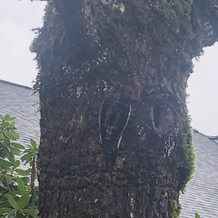 Sphyrapicus ruber ruber