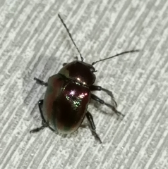 Chrysomelidae