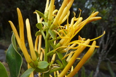 Gaiadendron punctatum