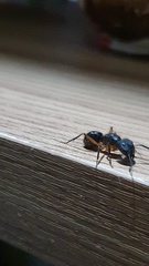 Camponotus renggeri