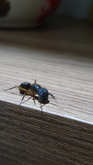 Camponotus renggeri