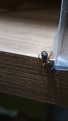 Camponotus renggeri