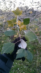 Populus alba