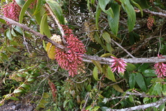 Thibaudia floribunda