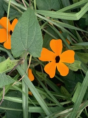 Thunbergia alata