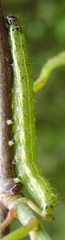 Cosmia trapezina