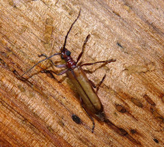 Centrodera decolorata