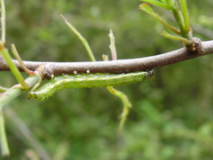 Cosmia trapezina