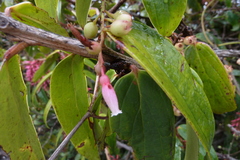 Thibaudia floribunda