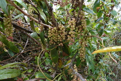 Thibaudia floribunda