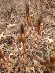 Gentiana puberulenta
