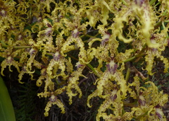 Cyrtochilum ramosissimum