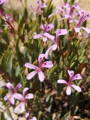 Pelargonium lanceolatum