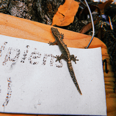 Hemidactylus platyurus