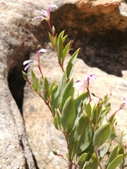 Pelargonium lanceolatum