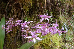Cyrtochilum ramosissimum