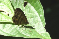 Cissia terrestris