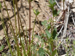 Trifolium ciliolatum