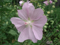 Malva thuringiaca