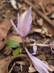 Colchicum troodi