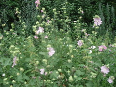 Malva thuringiaca